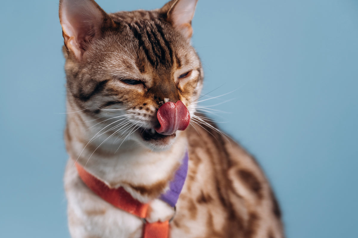 A cat licking its chops