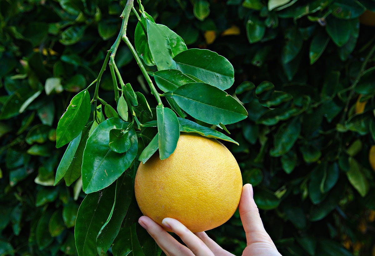 WindSwept and Sweet: Why Winter Sweetz Grapefruit Are the Best!