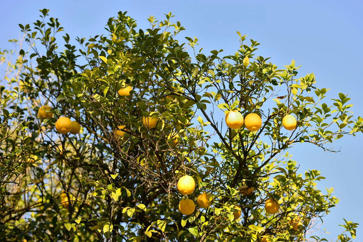 Grapefruit growing on a tree
