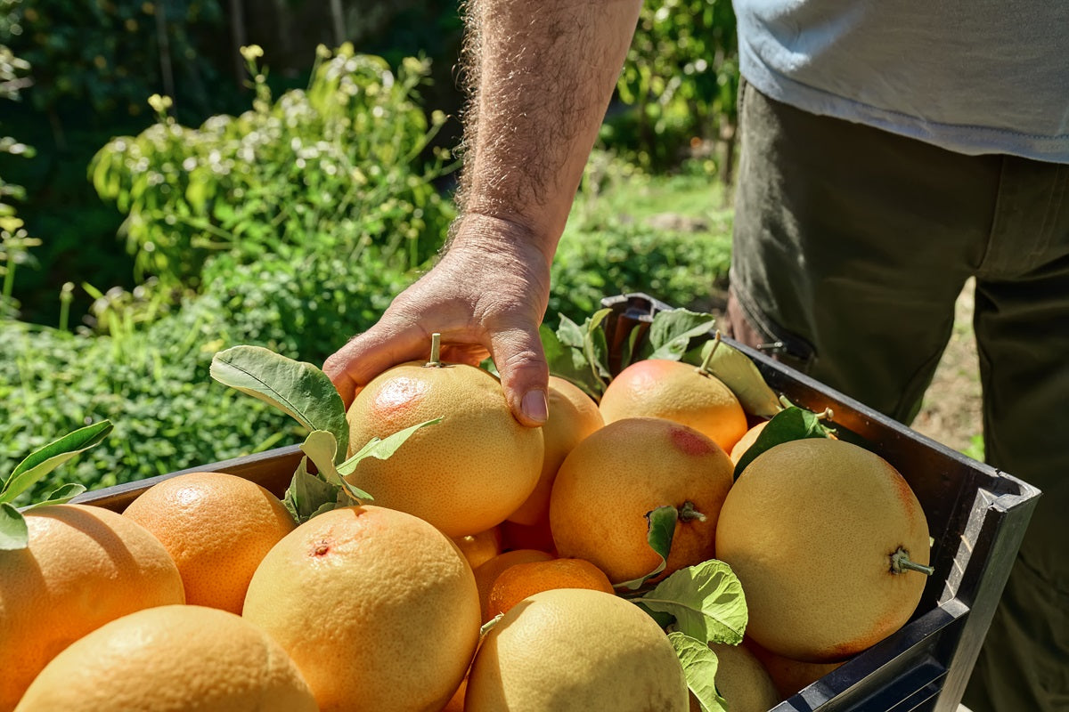 A grapefruit grower harvesting grapefruit