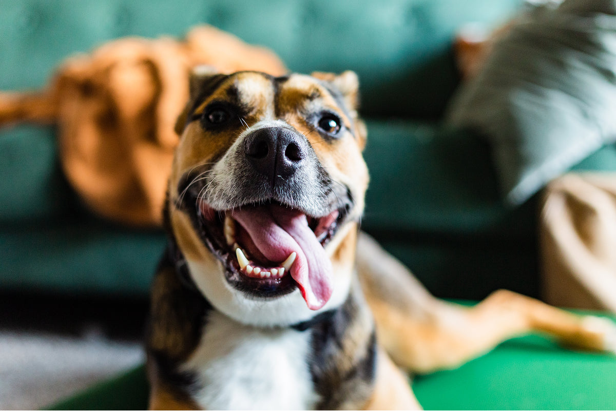 A happy pit bull looking at the camera