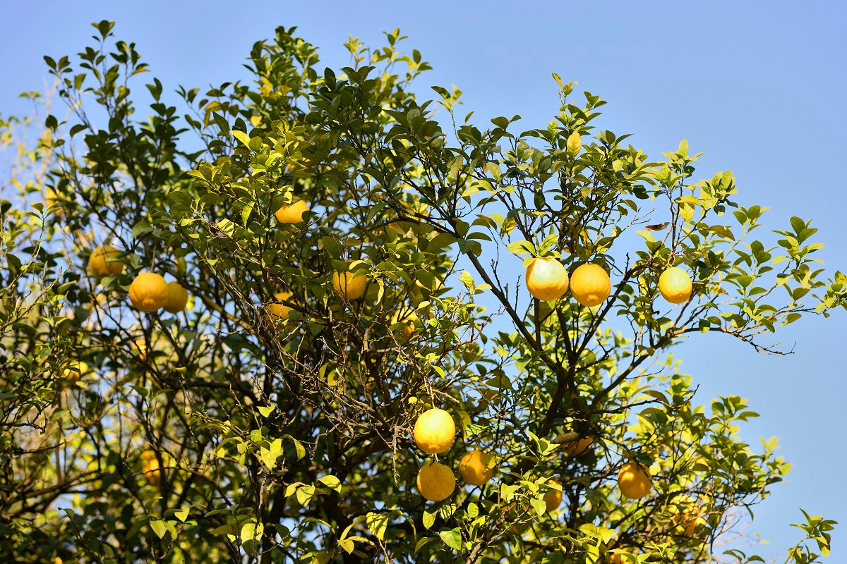 Grapefruit Tree Facts: Everything You Ever Wanted To Know About Grapefruit Trees!