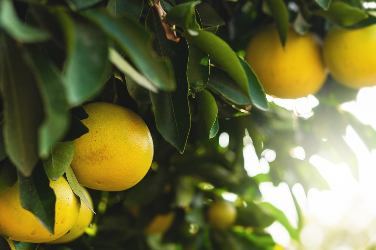 A close-up of grapefruit growing on a tree.
