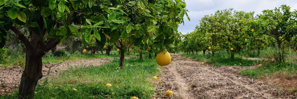 Grapefruits All Over the Globe