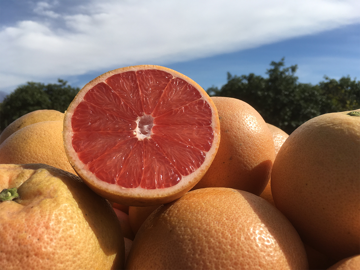 Texas Red Grapefruits harvest