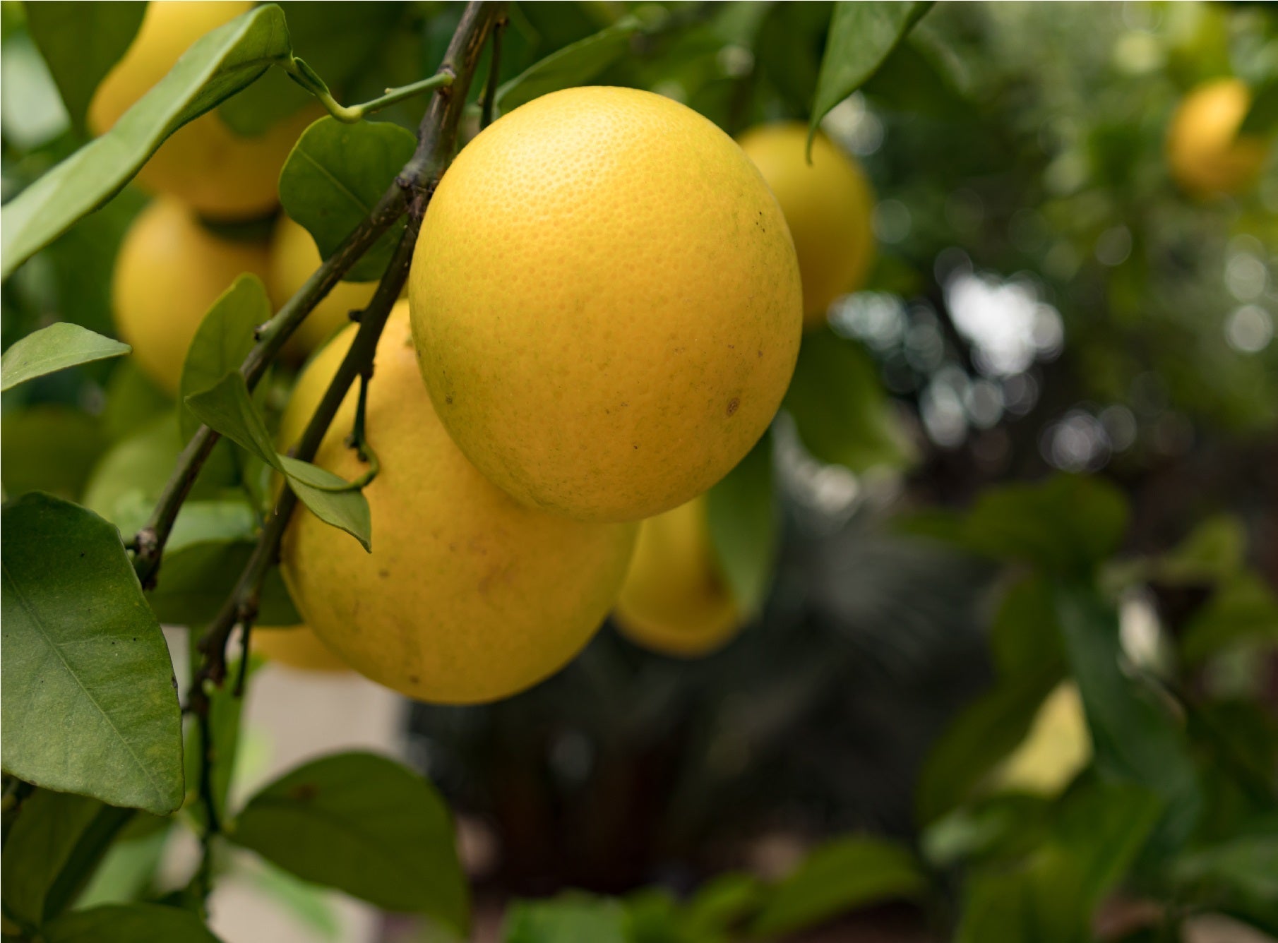 Grapefruits growing on tree, close-up